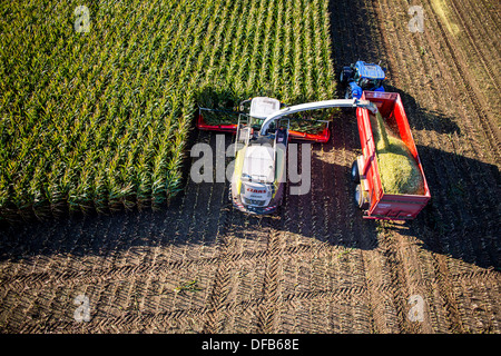 L'agriculture, la récolte de maïs. Moissonneuse-batteuse, ensileuse fonctionne à travers un champ de maïs. L'ensilage est pompé directement dans une remorque. Banque D'Images