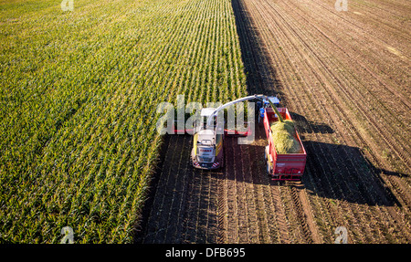 L'agriculture, la récolte de maïs. Moissonneuse-batteuse, ensileuse fonctionne à travers un champ de maïs. L'ensilage est pompé directement dans une remorque. Banque D'Images