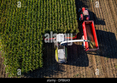 L'agriculture, la récolte de maïs. Moissonneuse-batteuse, ensileuse fonctionne à travers un champ de maïs. L'ensilage est pompé directement dans une remorque. Banque D'Images