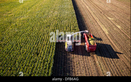 L'agriculture, la récolte de maïs. Moissonneuse-batteuse, ensileuse fonctionne à travers un champ de maïs. L'ensilage est pompé directement dans une remorque. Banque D'Images