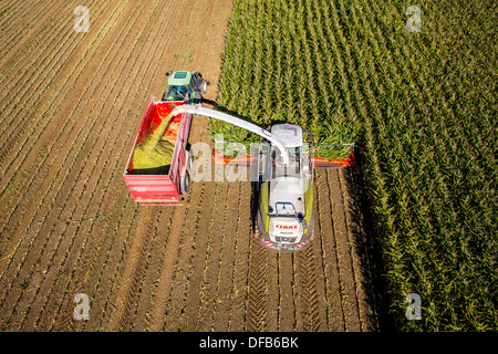 L'agriculture, la récolte de maïs. Moissonneuse-batteuse, ensileuse fonctionne à travers un champ de maïs. L'ensilage est pompé directement dans une remorque. Banque D'Images