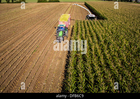 L'agriculture, la récolte de maïs. Moissonneuse-batteuse, ensileuse fonctionne à travers un champ de maïs. L'ensilage est pompé directement dans une remorque. Banque D'Images