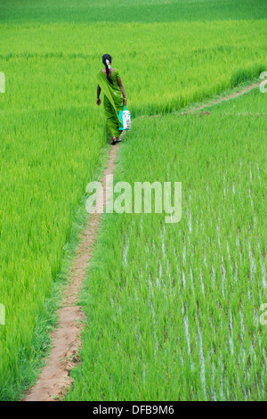 Femme indienne portant un sari vert marchant le long d'une rizière. L'Andhra Pradesh, Inde Banque D'Images