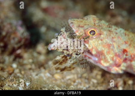 Un poisson lézard mangeant un poisson dragonet. Détroit de Lembeh Indonésie Banque D'Images
