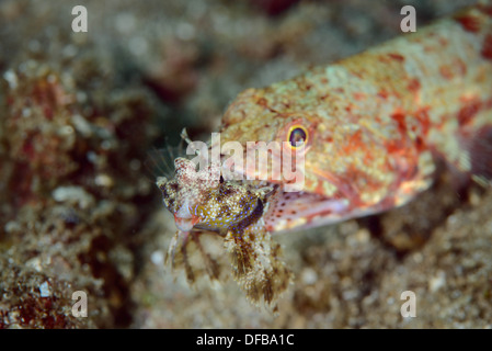 Un poisson lézard mangeant un poisson dragonet. Détroit de Lembeh Indonésie Banque D'Images
