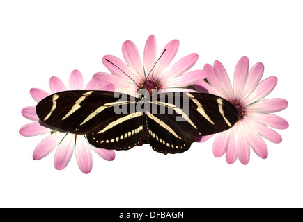 Un Zebra Longwing terres papillon pour un snack-isolated on white Banque D'Images