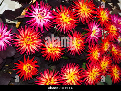 Dahlias cactus lumineux dans l'affichage Banque D'Images