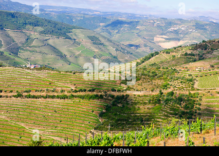 Vues de Quinta Nova de vignes,Estate,fleuve Douro,vignes,terrasses,Villages,bateaux de rivière,Boutique,Hôtels,Pinhao Nord du Portugal Banque D'Images