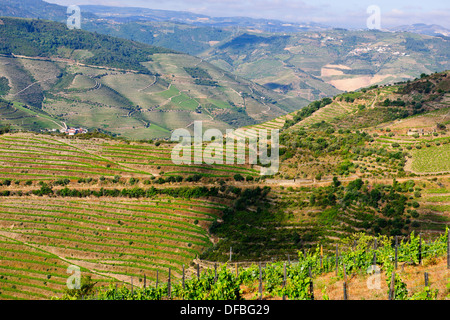 Vues de Quinta Nova de vignes,Estate,fleuve Douro,vignes,terrasses,Villages,bateaux de rivière,Boutique,Hôtels,Pinhao Nord du Portugal Banque D'Images