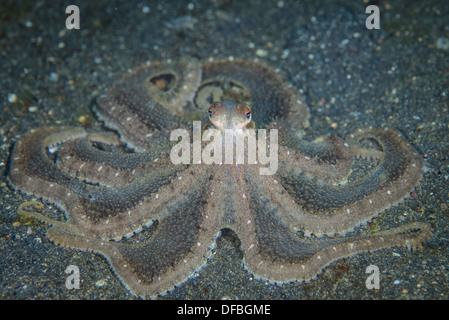 Bras long poulpe ne se déplace pas sur le fond de sable noir. Détroit de Lembeh (Indonésie). Banque D'Images