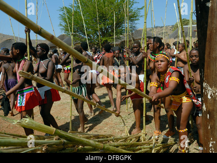 Des milliers Zulu maidens participer à Reed Dance où les filles après avoir subi un test de virginité jeter roseaux roi Goodwill Banque D'Images