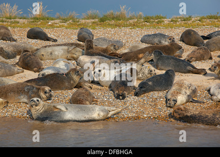 Phoques communs Phoca vitulina sur une banque de sable à Blakeney point Norfolk Banque D'Images