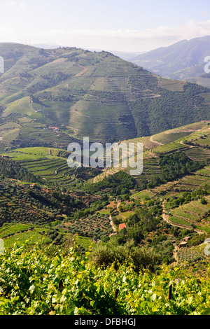 Vues de Quinta Nova de vignes,Estate,fleuve Douro,vignes,terrasses,Villages,bateaux de rivière,Boutique,Hôtels,Pinhao Nord du Portugal Banque D'Images