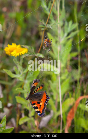 Jardin Araignée Araneus diadematus avec de petites écailles de papillon pris dans site web Banque D'Images