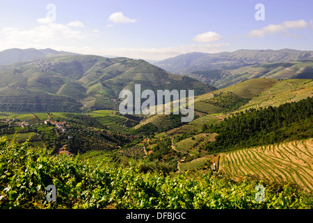 Vues de Quinta Nova de vignes,Estate,fleuve Douro,vignes,terrasses,Villages,bateaux de rivière,Boutique,Hôtels,Pinhao Nord du Portugal Banque D'Images