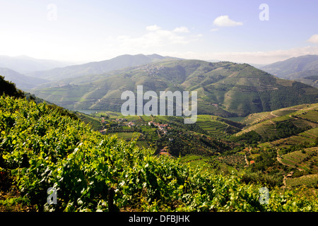 Vues de Quinta Nova de vignes,Estate,fleuve Douro,vignes,terrasses,Villages,bateaux de rivière,Boutique,Hôtels,Pinhao Nord du Portugal Banque D'Images