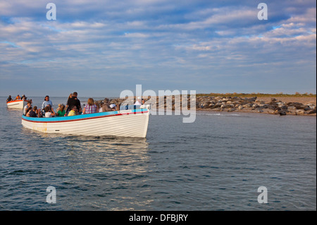 Regarder les Phoques communs (Phoca vitulin sur banc de sable à Blakeney Point Norfolk Banque D'Images