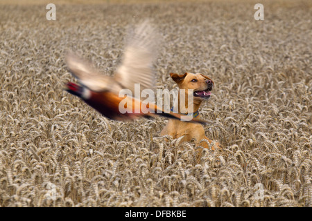 La chasse au Labrador jaune en faisans au moment de la récolte des cultures de blé Août Norfolk Banque D'Images