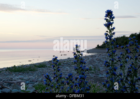 La côte Pacifique avec de gros plan fleurs bleu Banque D'Images