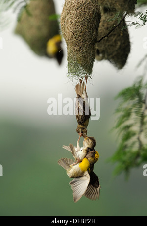 Les oiseaux suspendus dans un combat Banque D'Images