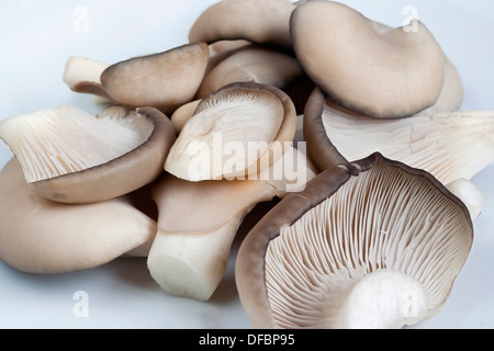 Les oyster mushroom Banque D'Images