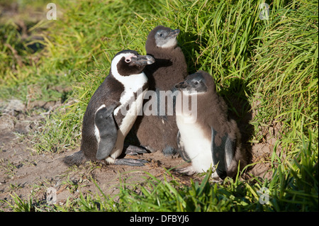 Pinguin africains (Spheniscus demersus) avec les jeunes adultes en mue son plumage d'adulte, Simon's Town, Western Cape, Afrique du Sud Banque D'Images