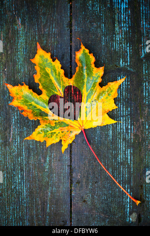 Tomber en amour photo métaphore. Feuille d'érable colorée avec trou en forme de cœur se pose sur une table en bois foncé Banque D'Images