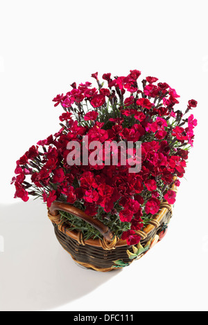 Dianthus gratianopolitanus fleurs sur fond blanc, Close up Banque D'Images