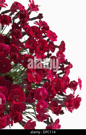 Dianthus gratianopolitanus fleurs sur fond blanc, Close up Banque D'Images