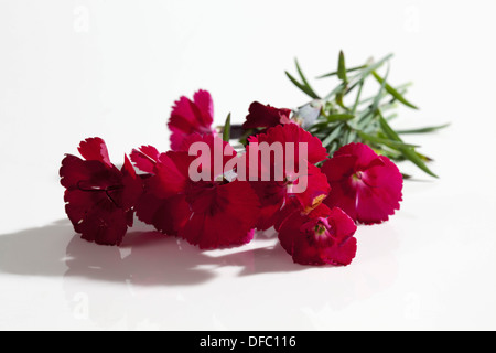 Dianthus gratianopolitanus fleurs sur fond blanc, Close up Banque D'Images