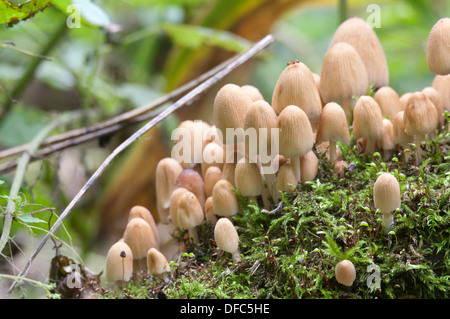 Champignons jaune (Coprinus sp.) sur une souche d'une mousse verte Banque D'Images