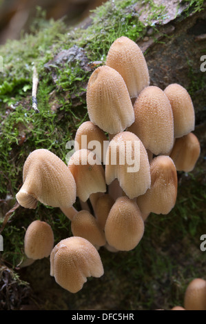 Champignons jaune (Coprinus sp.) sur une souche d'une mousse verte Banque D'Images