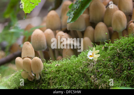 Champignons jaune (Coprinus sp.) sur une souche d'une mousse verte Banque D'Images