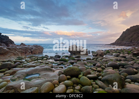 Dans la vallée de Porth Nanven Cots, Cornwall, Angleterre. Prise à la première lumière sur un jour d'été à la fin de juillet. Banque D'Images