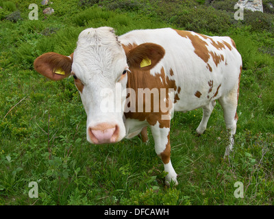 Vache (Bos primigenius taurus) sur une prairie dans les Alpes Banque D'Images