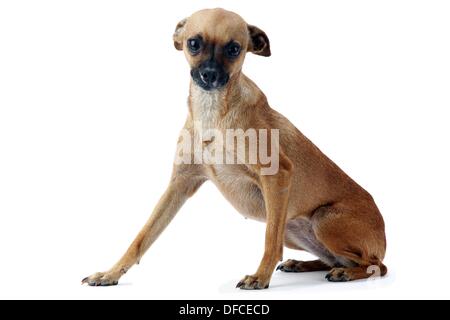 Ratonero Valenciano Photo Stock Alamy