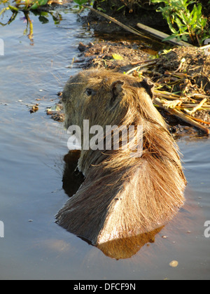 Un Capybara, la plus grande espèce de rongeurs, la natation dans un lac dans le nord de l'Argentine dans les zones humides Iberá Banque D'Images