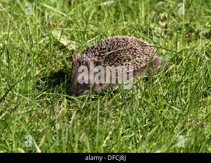 Close-up of a Western Hérisson (Erinaceus europaeus) marcher dans l'herbe sur une journée ensoleillée Banque D'Images