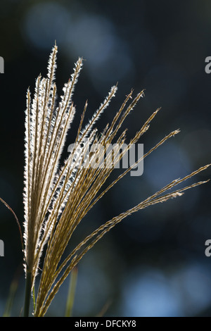 L'herbe de la pampa graines sur une journée ensoleillée Banque D'Images