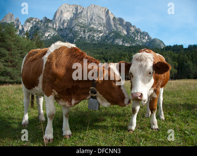 Deux jeunes vaches laitières Simmentaler Banque D'Images