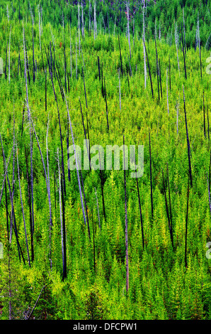 Voir de nouveaux arbres brûlés et dans le Parc National de Yellowstone Banque D'Images