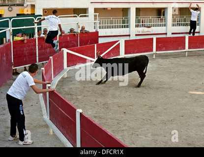Bull fighter sautant de Bull Bull ring et la tauromachie Camarguaise Cours Fontvieille France Banque D'Images