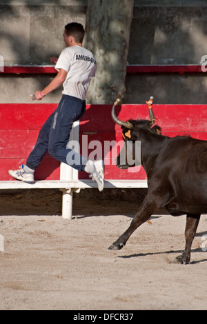 Bull fighter et cornes de taureaux Tauromachie Camarguaise Cours Fontvieille France Banque D'Images