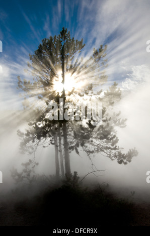 Les rayons du soleil rayonnant à travers la vapeur et silhouette de pin en parc national de Yellowstone Banque D'Images