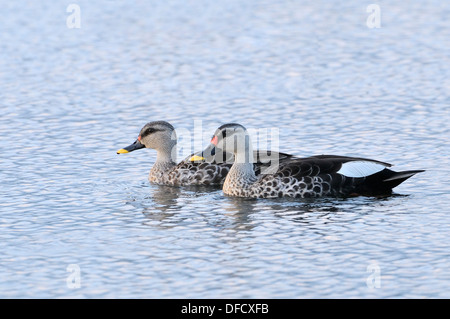 Spot-billed Duck Banque D'Images