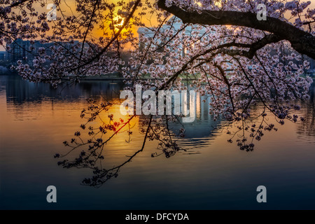 Le Jefferson Memorial est entouré de cerisiers au printemps et se reflète dans le bassin de marée au lever du soleil Banque D'Images