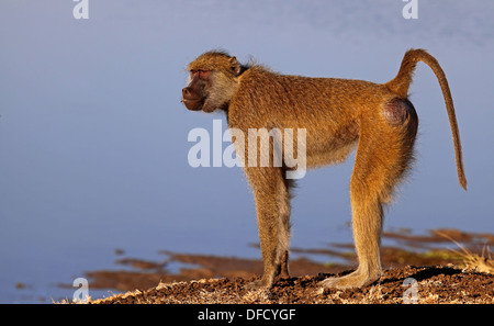Papio cynocephalus, savane babouin, South Luangwa National Park, Zambie ; Banque D'Images