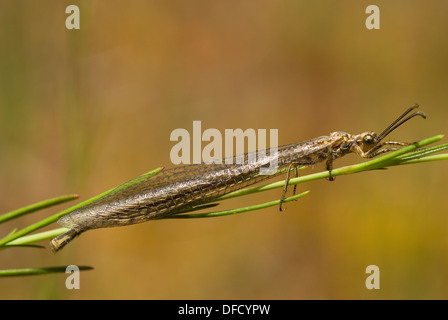 Antlion (Myrmeleon formicarius adultes) Banque D'Images