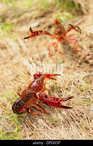 L'écrevisse américaine (Procambarus clarkii) Banque D'Images