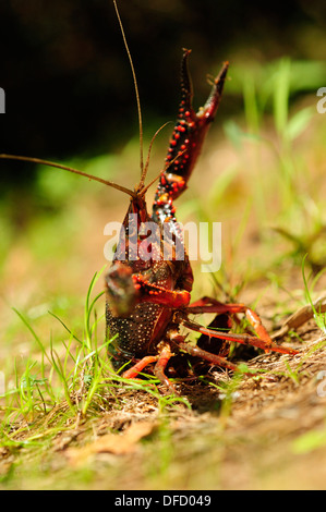 L'écrevisse américaine (Procambarus clarkii) Banque D'Images